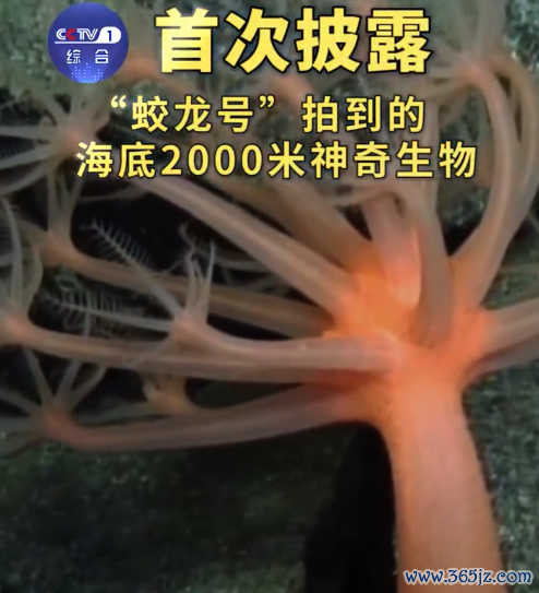 蛟龙号在海底2000米看到了啥?